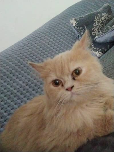 Female Persian cat for sale. . . Contact only Whatsapp