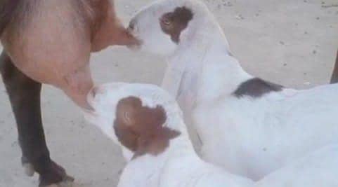 2 Bacchon ka sath Desi Bakri For Sale _ 03242408902