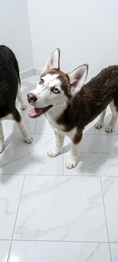 Pure Siberian Husky - Blue Eyes)