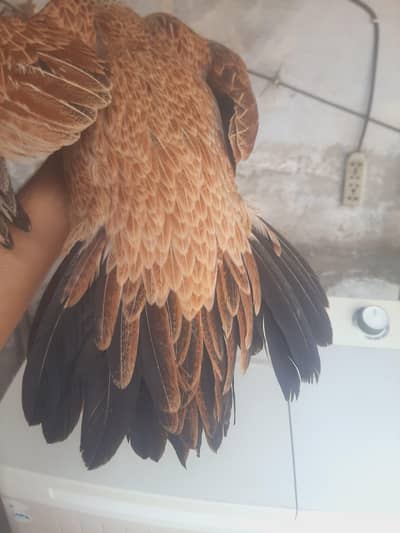 parrot beek