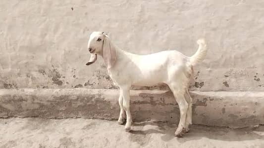 desi Bakra for Sale Mashallah Call  03188945675