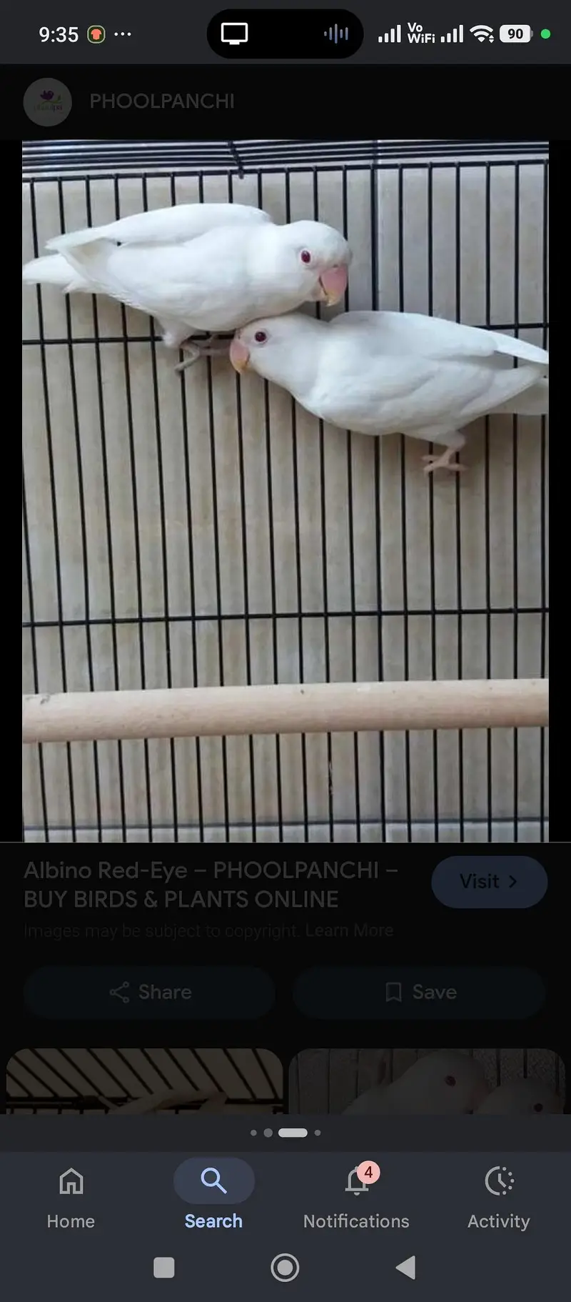love birds