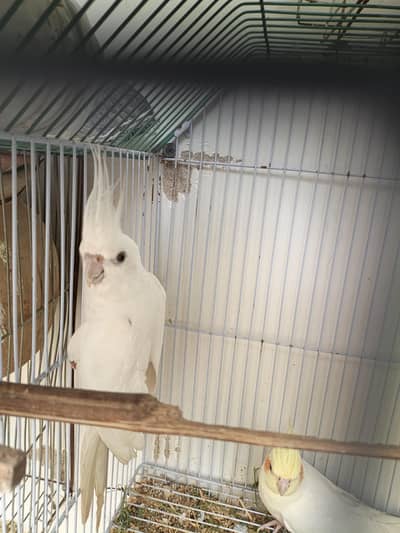 Cocktail active pair