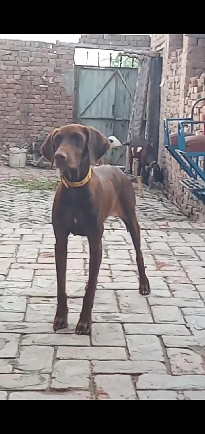 pointer female