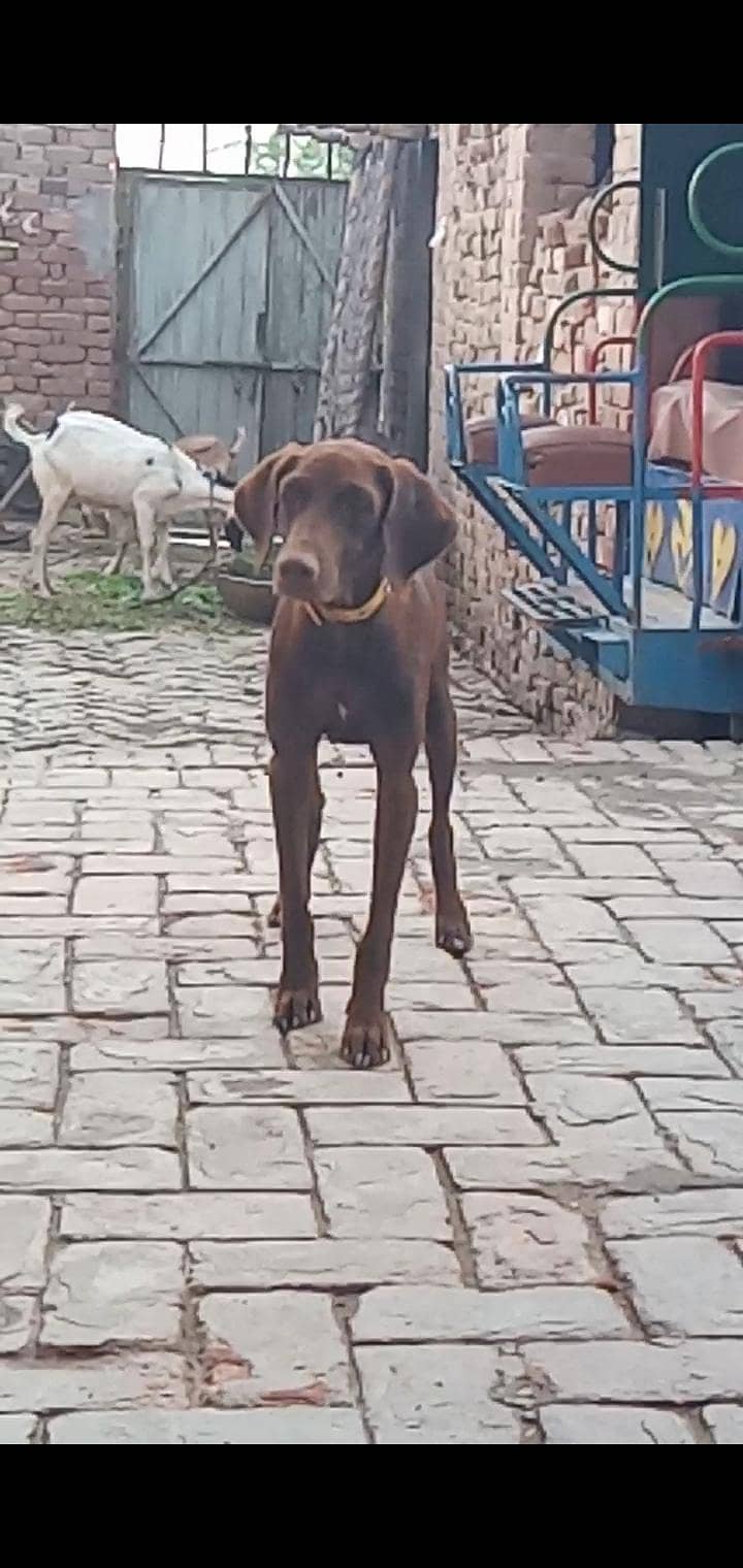 pointer female 2