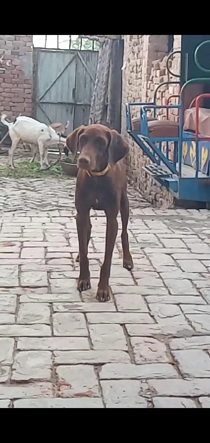 pointer female — photo 3