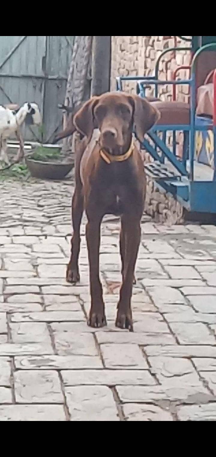 pointer female 3