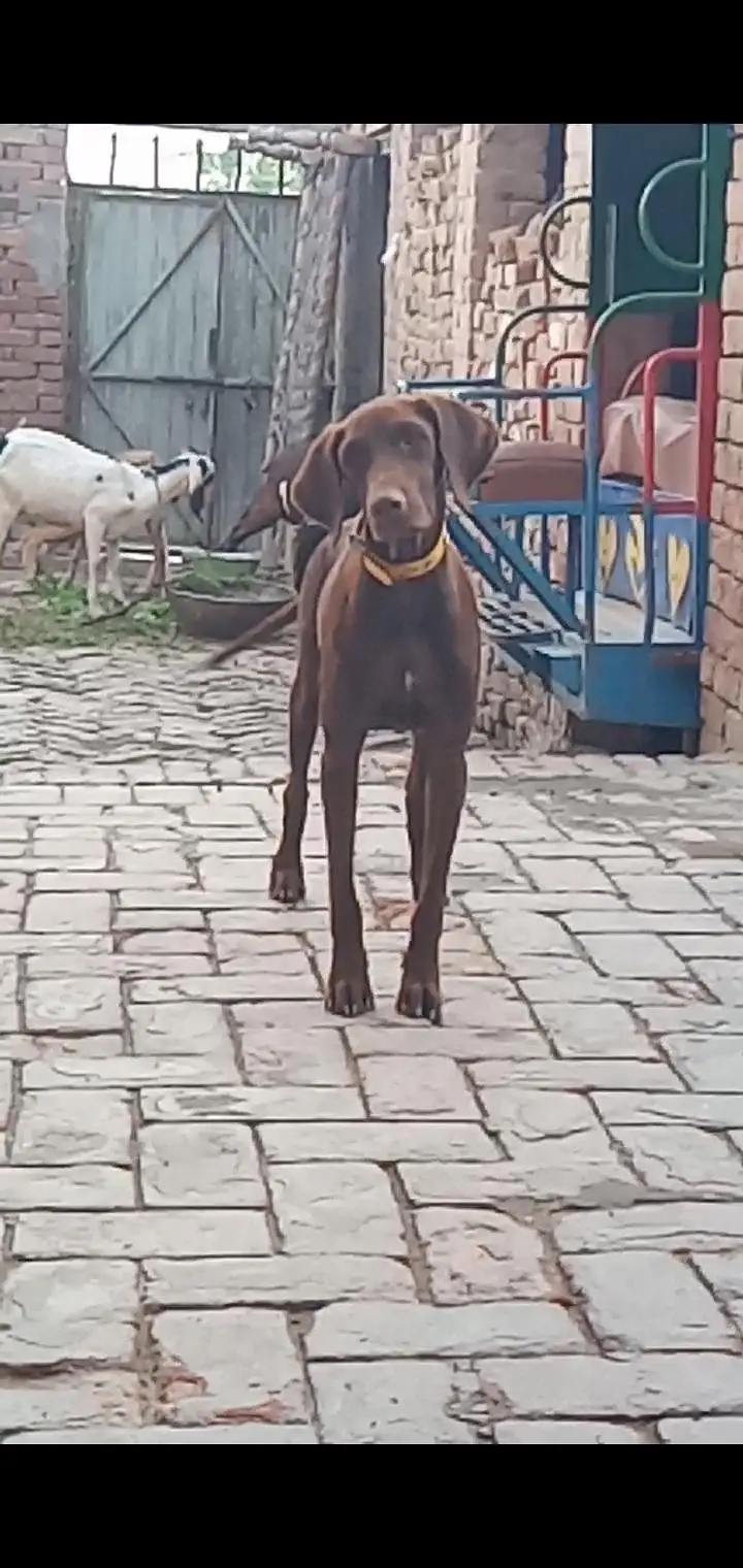 pointer female — photo 5