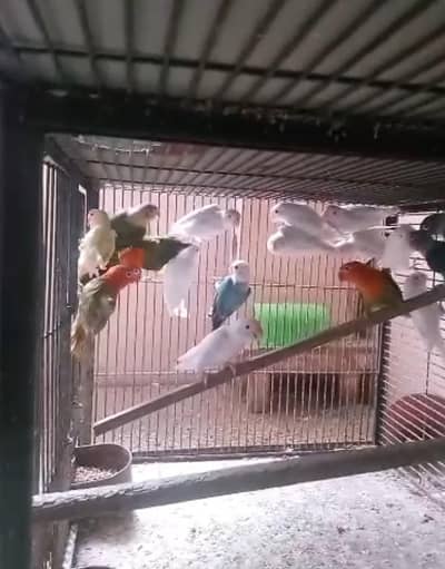 lotino love brid