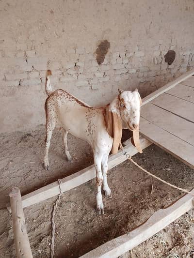 desi Bakra for Sale Mashallah Call  03481743426