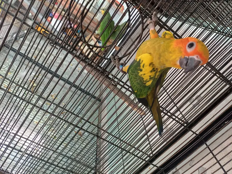 Sun conure and Rosella — photo 6