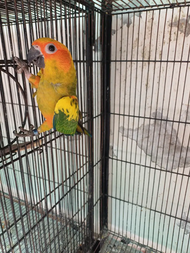 Sun conure and Rosella — photo 7