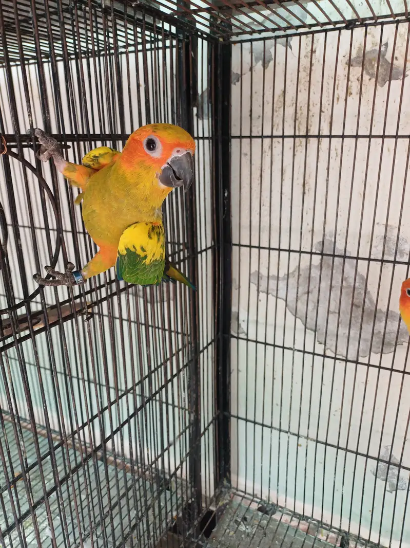 Sun conure and Rosella — photo 8