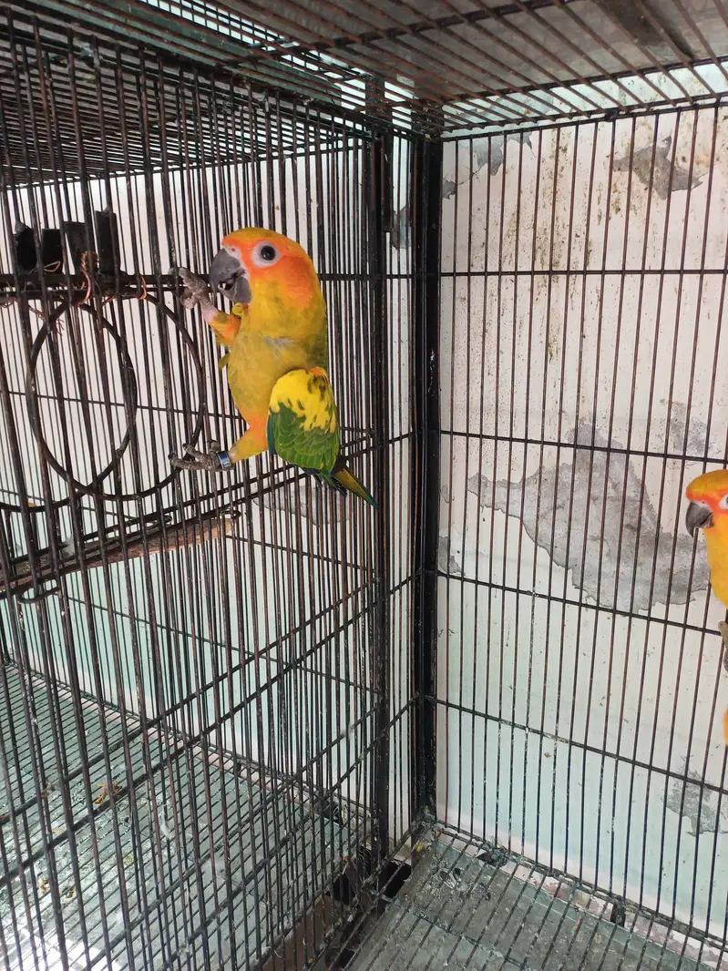 Sun conure and Rosella — photo 9
