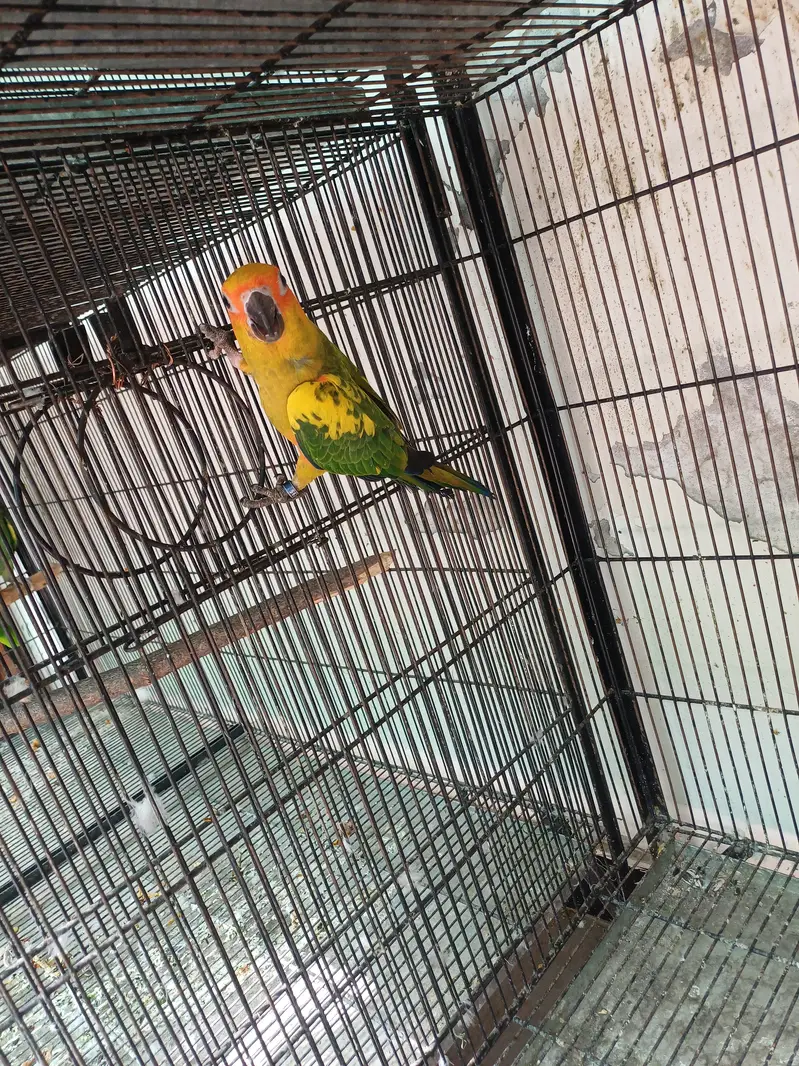 Sun conure and Rosella — photo 10
