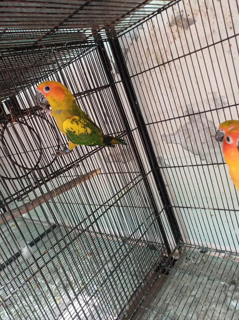 Sun conure and Rosella — photo 11
