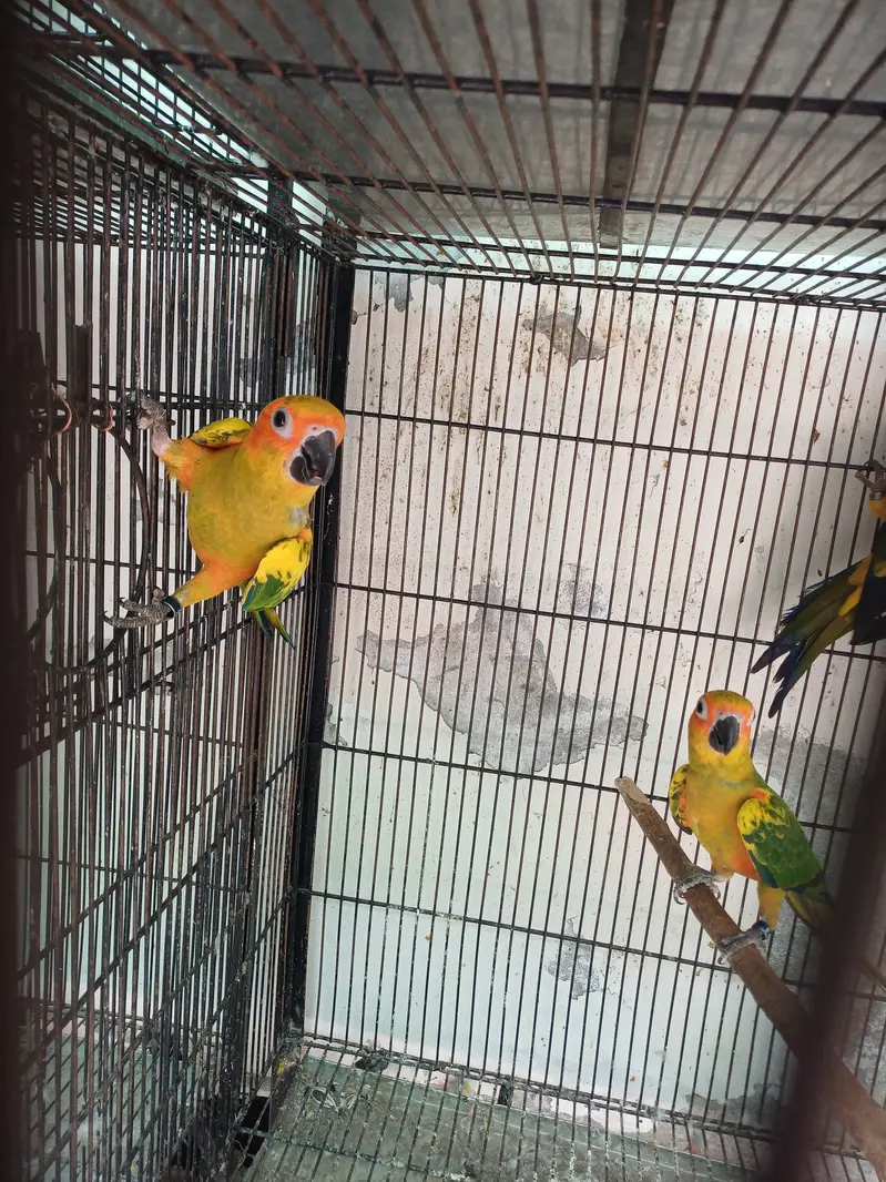 Sun conure and Rosella — photo 12