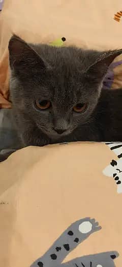 Grey short hair kitten 4 months vaccinated
