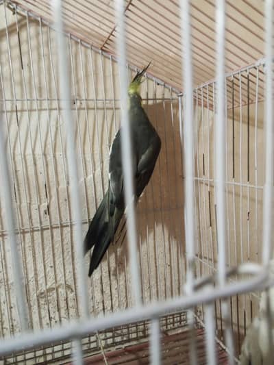 Cocktail female and and male anda dene per Aaye Hain active