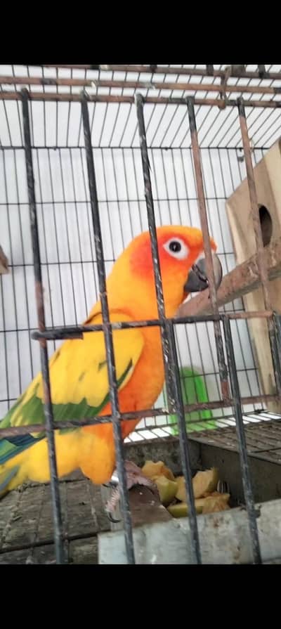 Sunconure,sunchik,moonchik,blue turquios,pineapple
