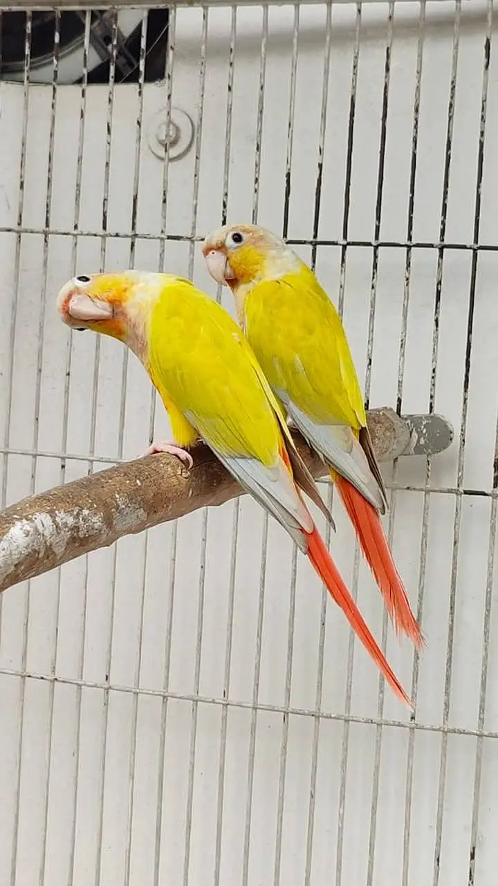 Sunconure,sunchik,moonchik,blue turquios,pineapple — photo 2