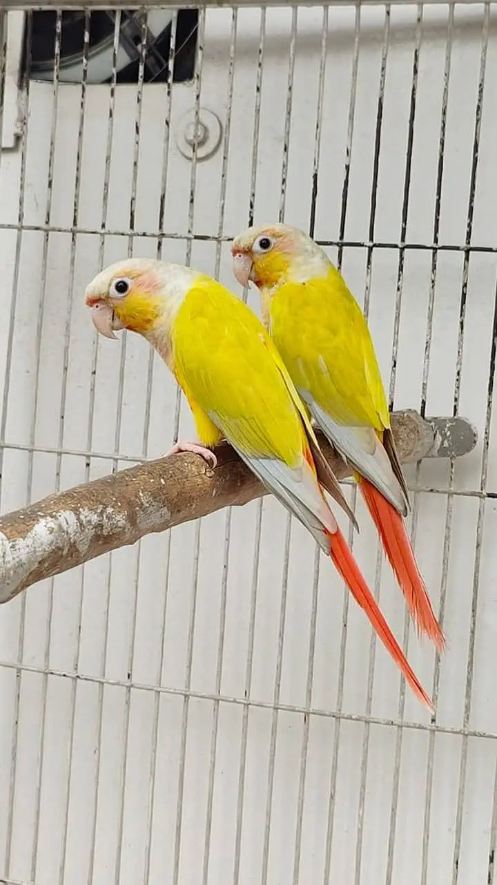Sunconure,sunchik,moonchik,blue turquios,pineapple — photo 3