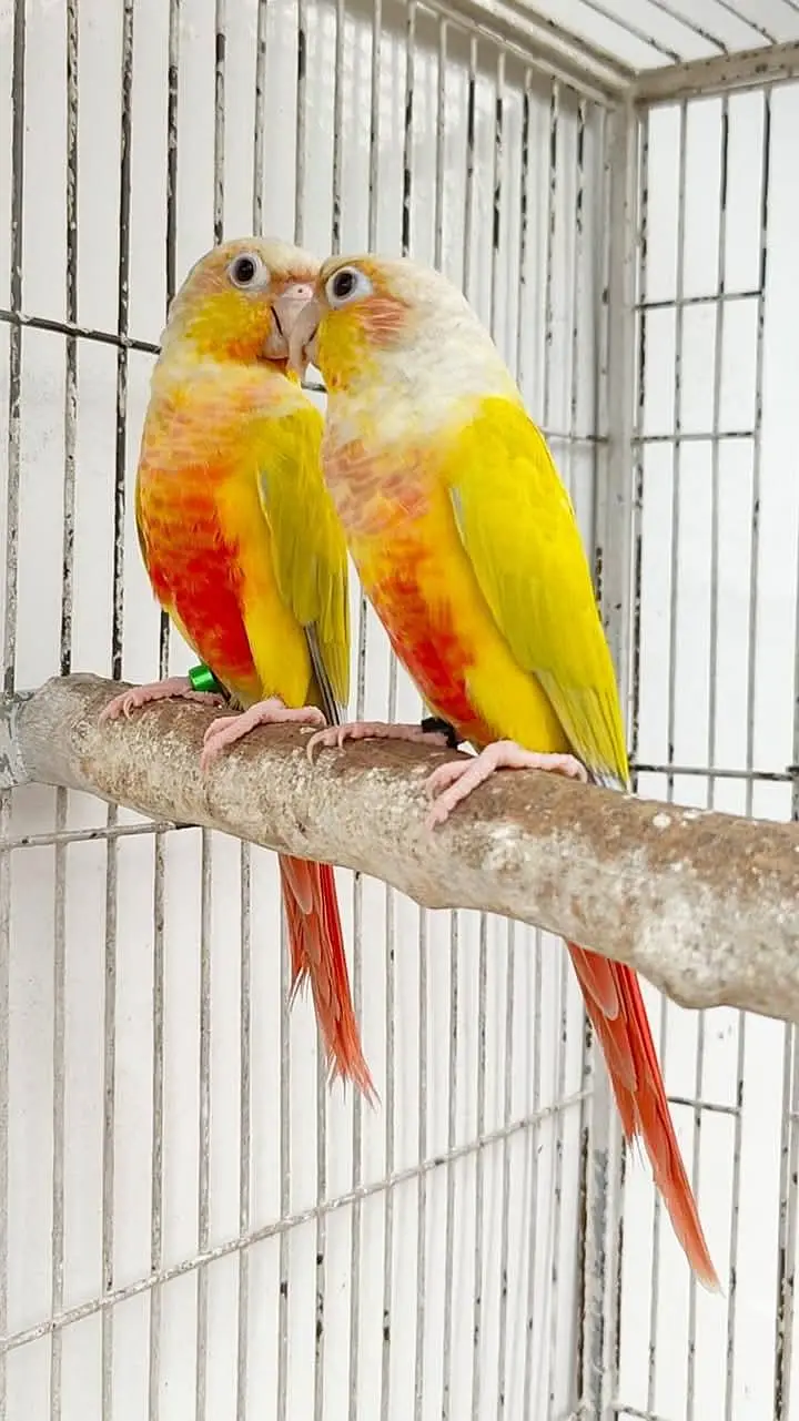 Sunconure,sunchik,moonchik,blue turquios,pineapple — photo 4