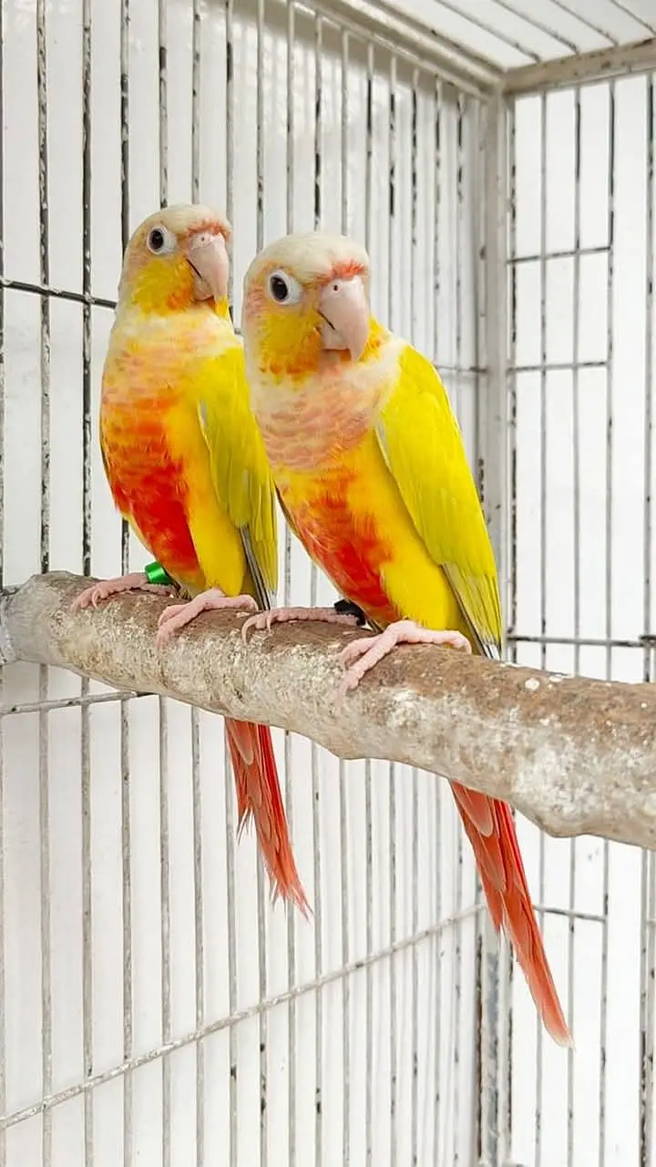 Sunconure,sunchik,moonchik,blue turquios,pineapple — photo 5