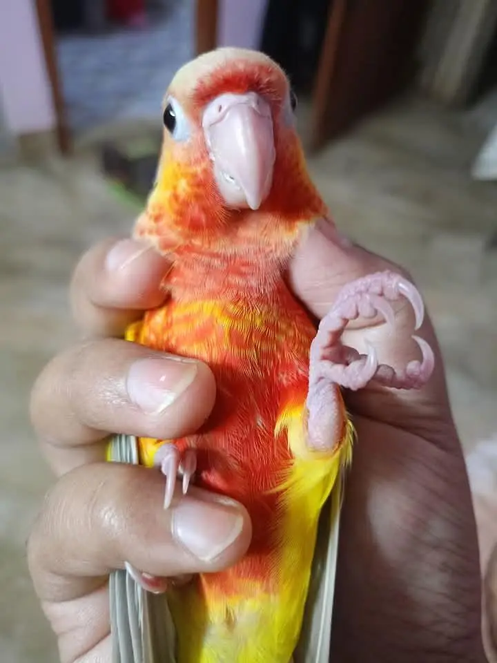 Sunconure,sunchik,moonchik,blue turquios,pineapple — photo 7