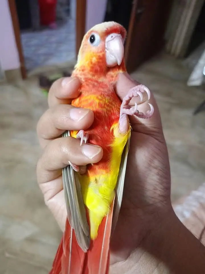 Sunconure,sunchik,moonchik,blue turquios,pineapple — photo 8