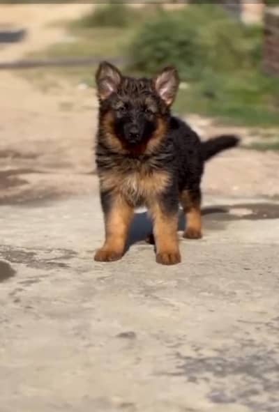 Long coat German puppy Shepherd . 03476578922 WhatsApp