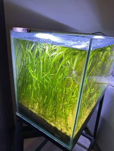 Jungle val aquarium plantd
