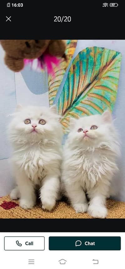 Persian cat for sale male or3358568525 my WhatsApp number
