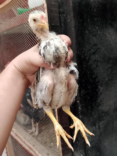 Aseel Murgi + Chicks (Complete Setup) Urgent Sale