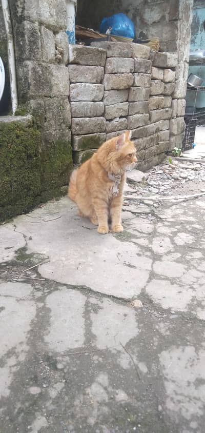 03438916745 Persian cat