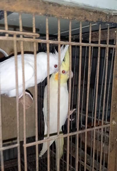 Cocktail Red eyes neat clean breeder pair fancy bird