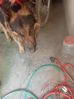 German sheffered Long coat puppies