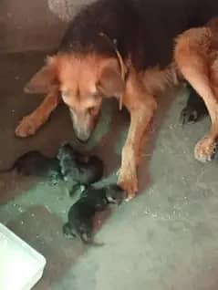 German sheffered Long coat puppies
