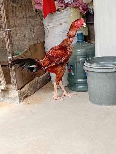Time pass nai kijiye ga jis bhai ko lena he bas wo hi contact karen.