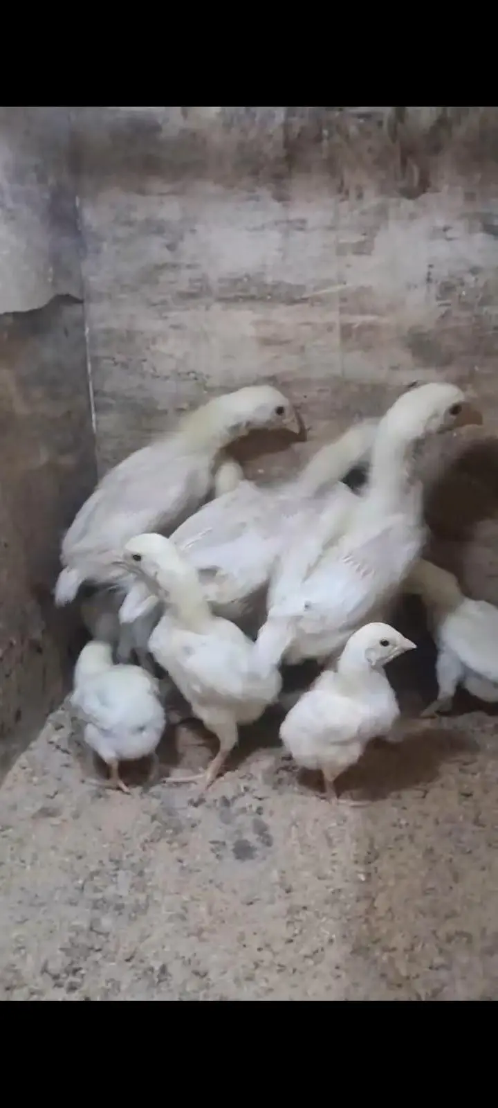 white aseel shamoo chicks — photo 6