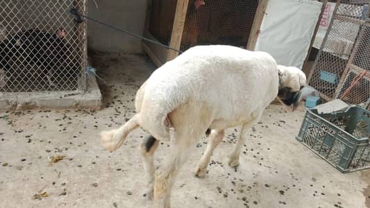 chaki wala dumba