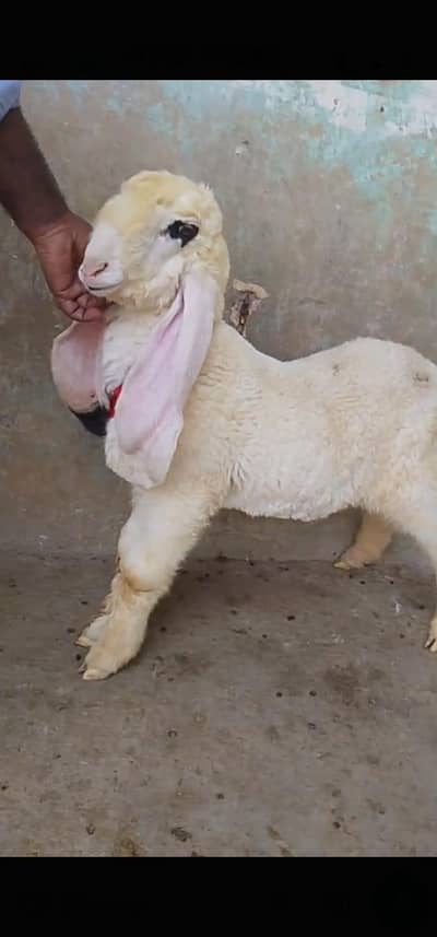 lakha kajla male age 3 month