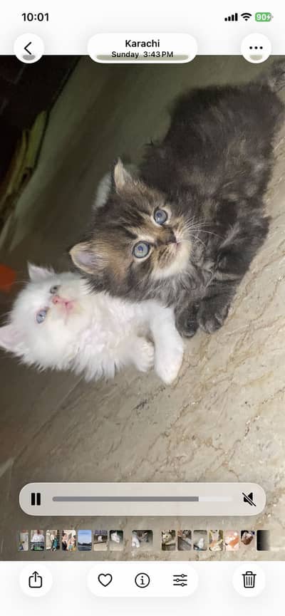 Persian cats