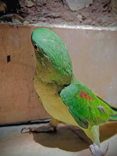 raw parrot