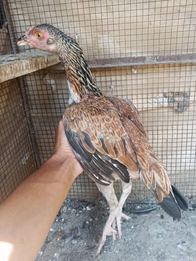 mainwali pair available