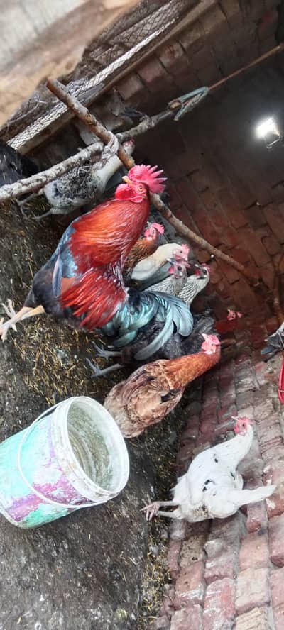 5 hen's selling