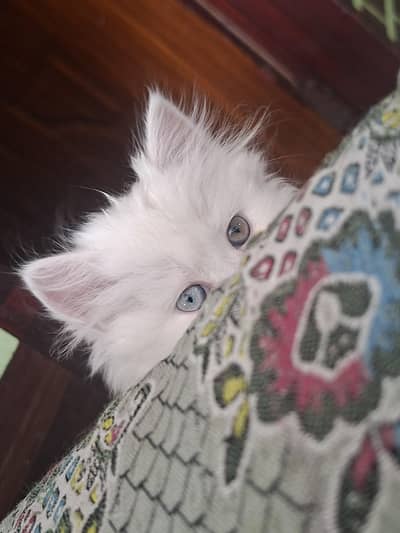 male kitty for sale