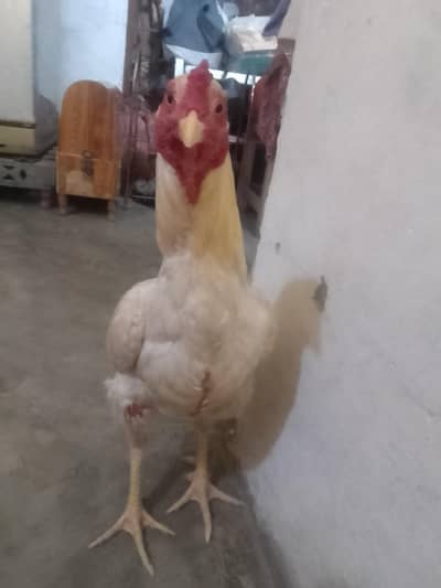 Aseel murga for sale