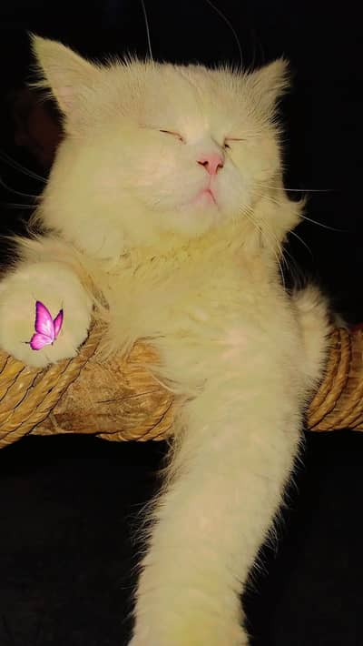 Persian Male Cat