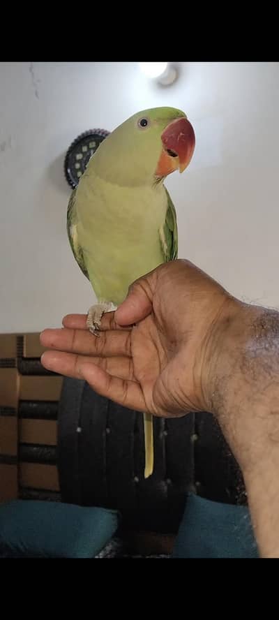 Raw parrot